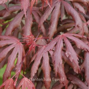 Acer palmatum 'Hemelrijk'