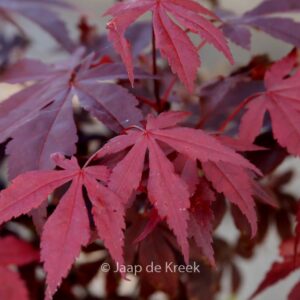 Acer palmatum 'Hess' Red Select'