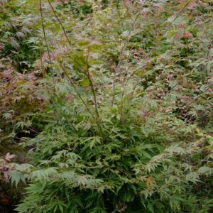 Acer palmatum 'High Expectations'