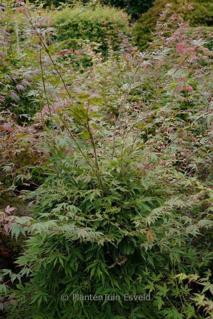 Acer palmatum 'High Expectations'