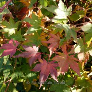 Acer palmatum 'High Spirits'