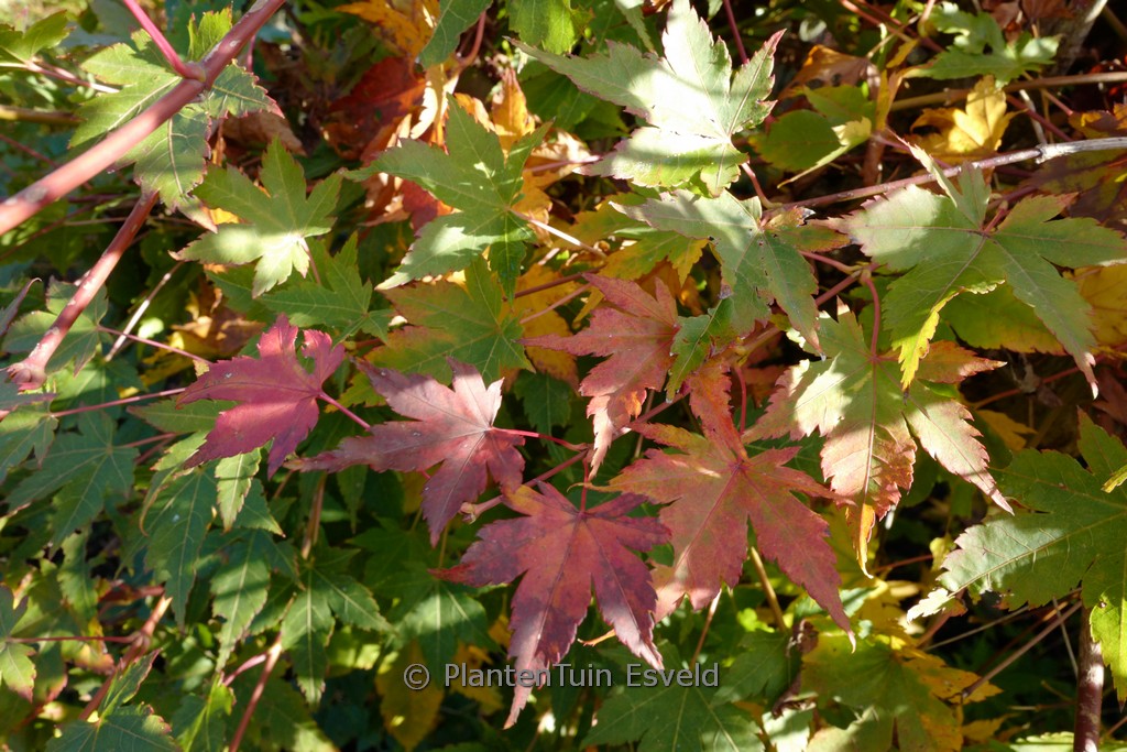 Acer palmatum 'High Spirits'