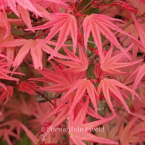 Acer palmatum 'Hino-tori-nishiki'
