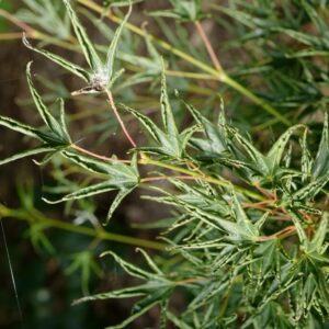 Acer palmatum 'Hippy-fin-mo'
