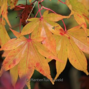 Acer palmatum 'Hondoshi'