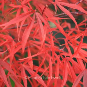 Acer palmatum 'Hupp's Red Willow'