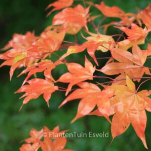 Acer palmatum 'Ichigyo-Ji'