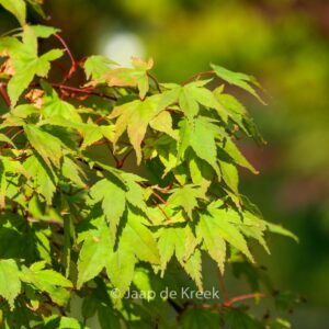 Acer palmatum 'Ikaruga'