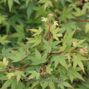 Acer palmatum 'Ikeda-yatsubusa'