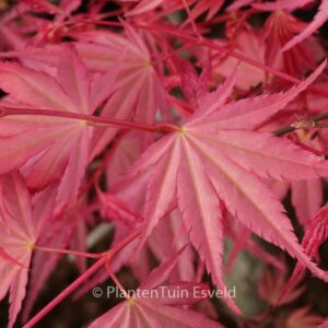 Acer palmatum 'Isobel'