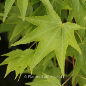 Acer palmatum 'Jade Gate'