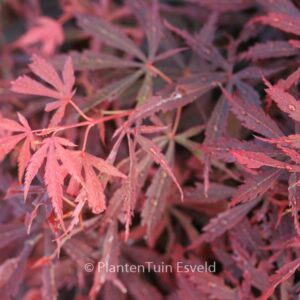 Acer palmatum 'Jerre Schwartz'