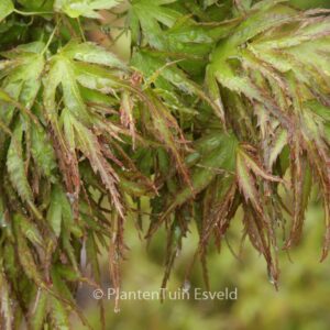 Acer palmatum 'Kamagata'