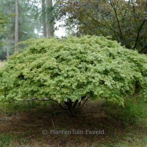 Acer palmatum 'Kandy Kitchen'