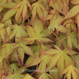 Acer palmatum 'Katsura'