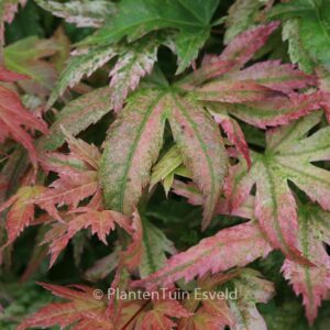 Acer palmatum 'Kawahara Rose'