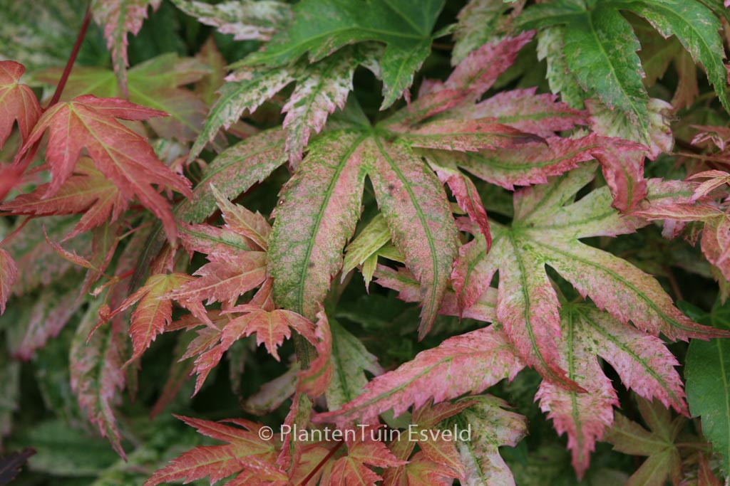 Acer palmatum 'Kawahara Rose'
