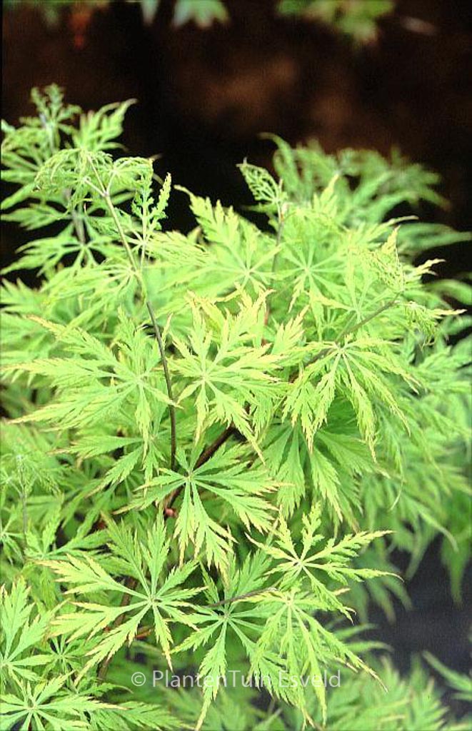 Acer palmatum 'Ki-hachi-gire'