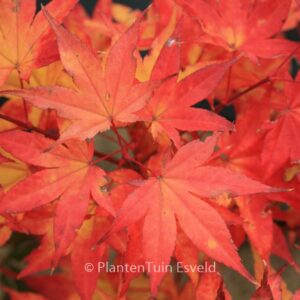 Acer palmatum 'Kibune'