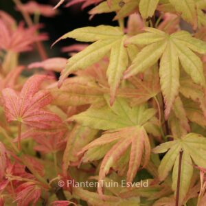 Acer palmatum 'Kinran'