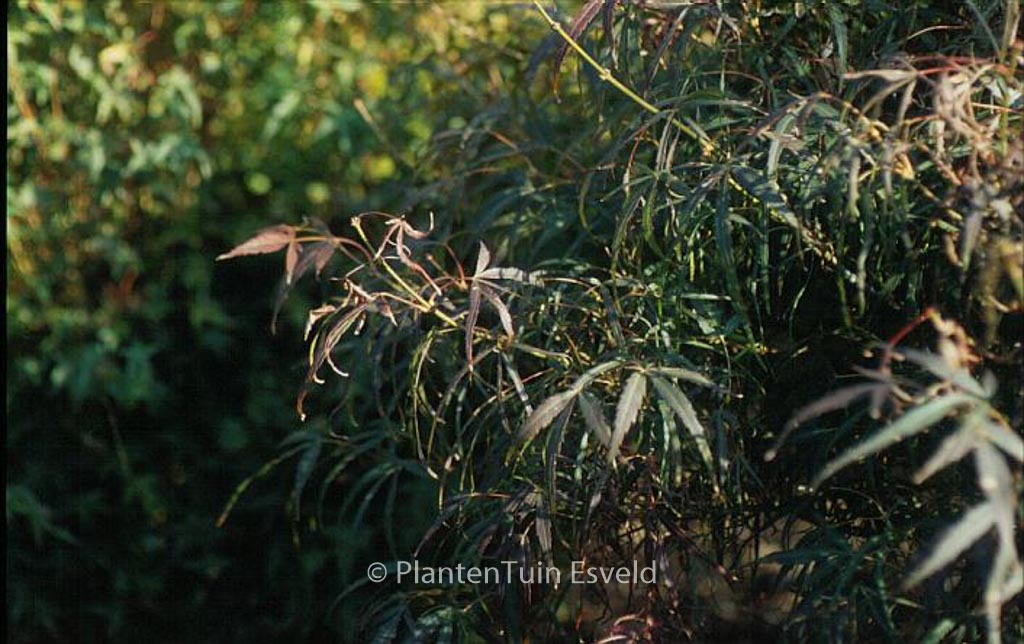 Acer palmatum 'Kinshi' - Image 2