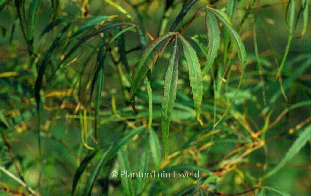 Acer palmatum 'Kinshi' - Image 3