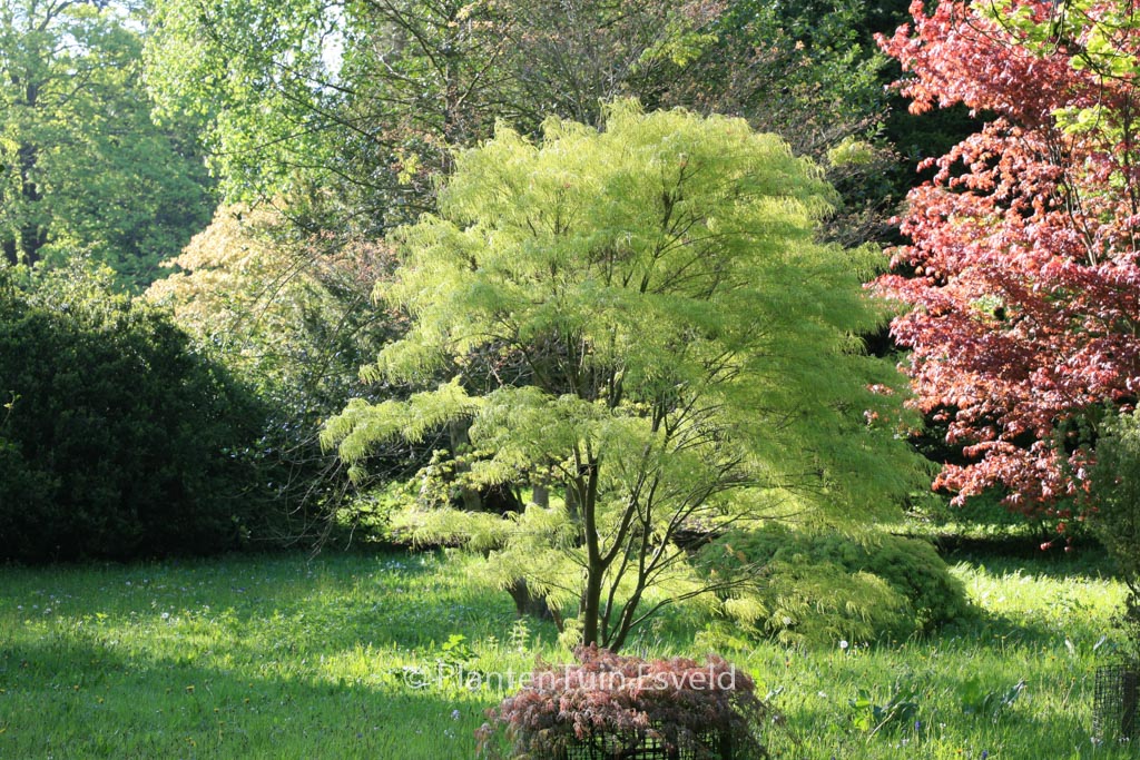Acer palmatum 'Kinshi' - Image 4
