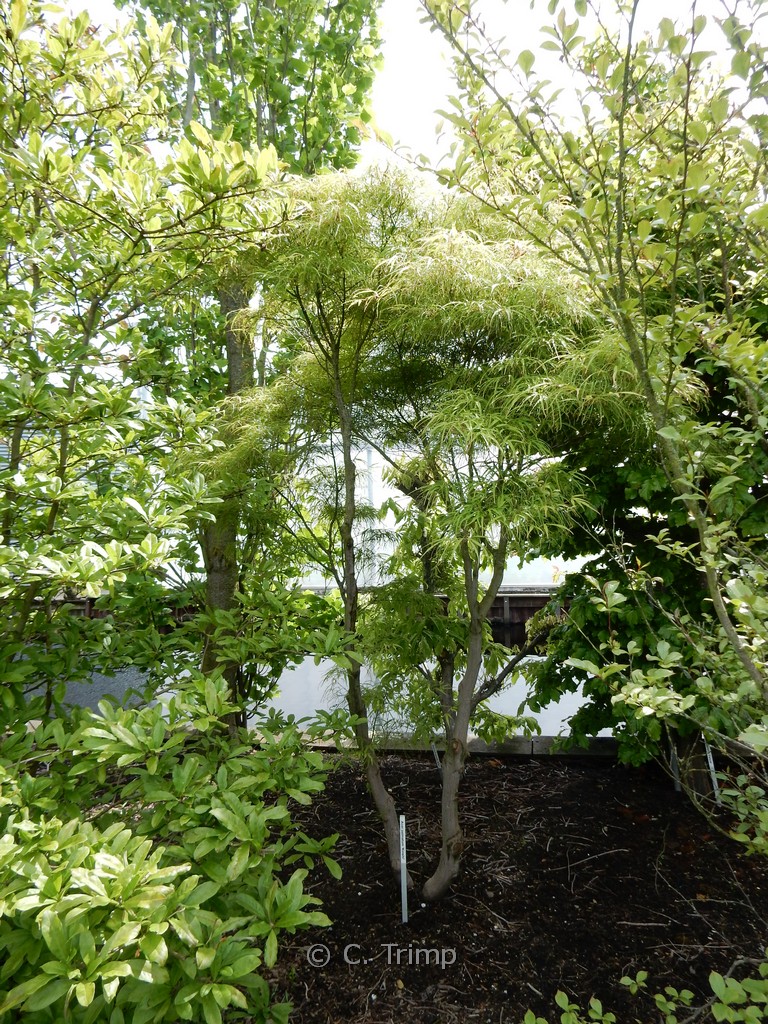 Acer palmatum 'Kinshi' - Image 5