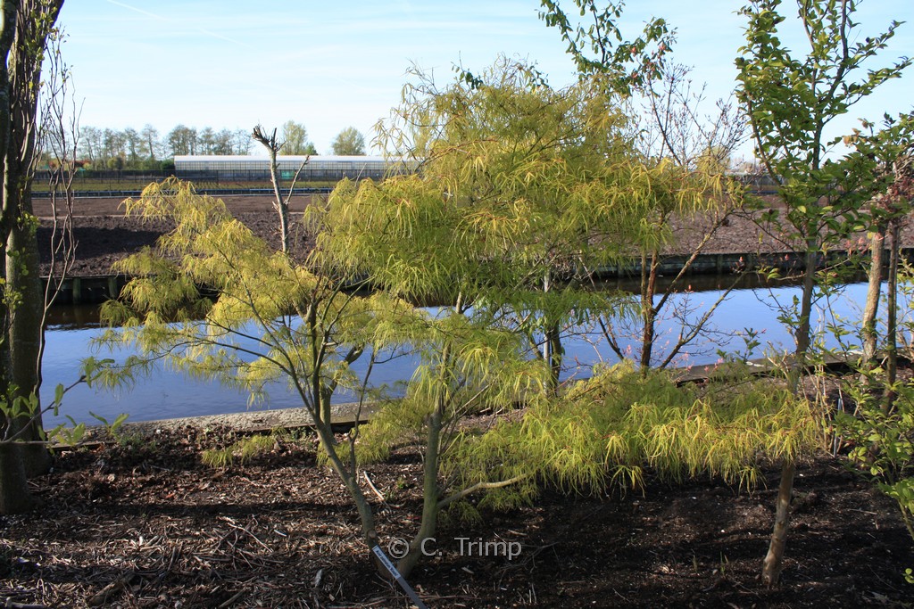 Acer palmatum 'Kinshi' - Image 6