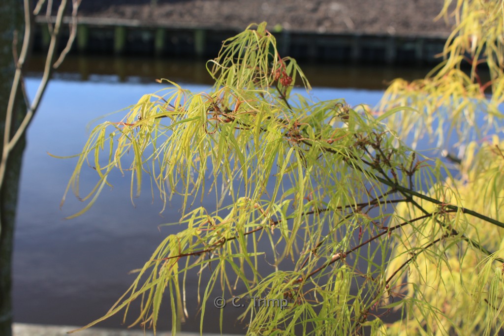 Acer palmatum 'Kinshi' - Image 7
