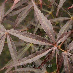 Acer palmatum 'Ginshi'