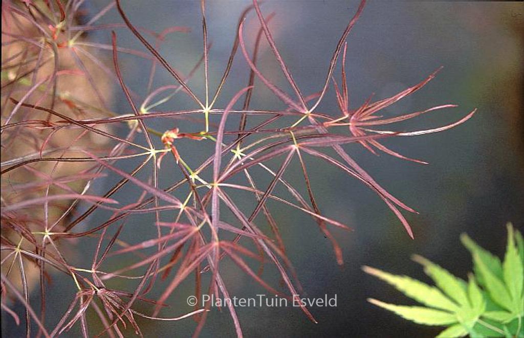 Acer palmatum 'Kinshi'