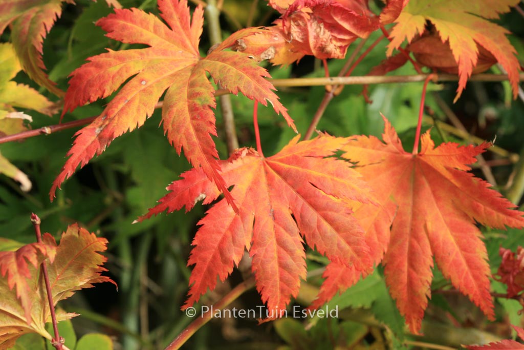 Acer palmatum 'Kishuzan'