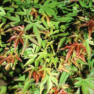 Acer palmatum 'Kogane-nishiki'