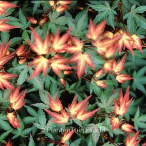 Acer palmatum 'Komachi-hime'