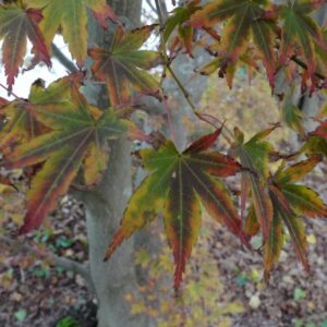 Acer palmatum 'Koriba'