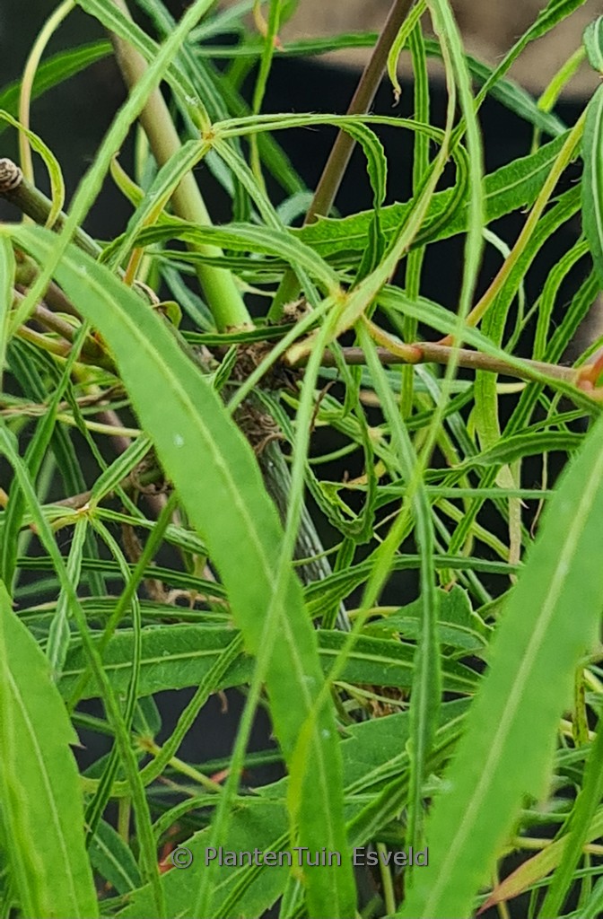 Acer palmatum 'Koto-ito-komachi'