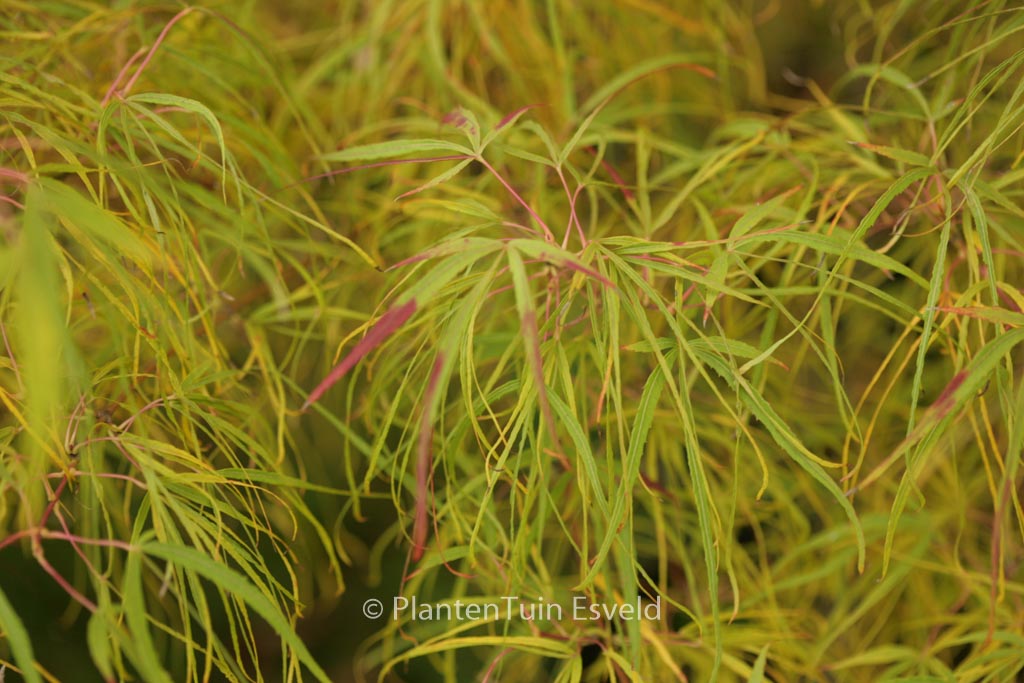 Acer palmatum 'Koto-no-ito'