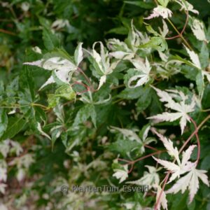 Acer palmatum 'Kotobuki'