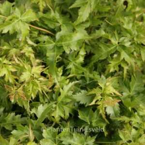 Acer palmatum 'Krazy Krinkle'