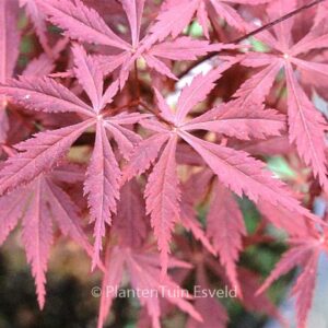 Acer palmatum 'Kuro-kami-yama'