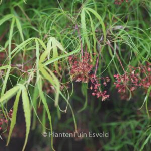 Acer palmatum 'Linearilobum'