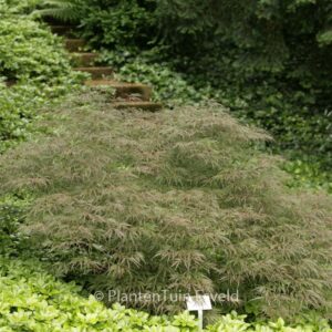 Acer palmatum 'Lionheart'