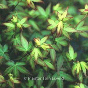 Acer palmatum 'Little Princess'