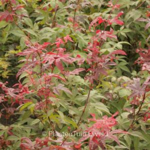 Acer palmatum 'Long Men'