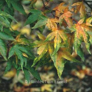 Acer palmatum 'Lutescens'