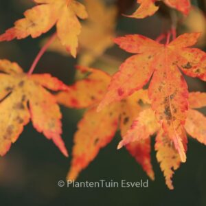 Acer palmatum 'Lydia'
