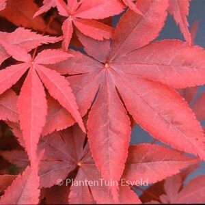 Acer palmatum 'Mallet'
