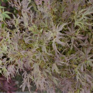 Acer palmatum 'Manyoh-no-sato'