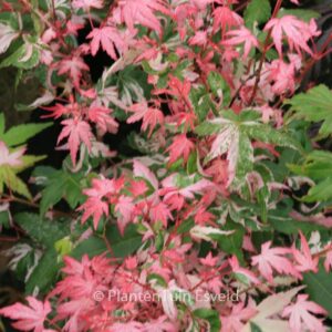 Acer palmatum 'Mardi Gras'